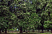 AESCULUS HIPPOCASTANUM HORSE CHESTNUT, COOMBE ABBEY COUNTRY PARK