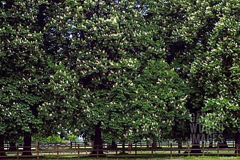 AESCULUS_HIPPOCASTANUM_HORSE_CHESTNUT_COOMBE_ABBEY_COUNTRY_PARK