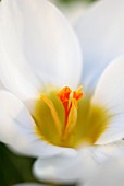 CROCUS CHRYSANTHUS SNOW BUNTING