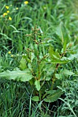 RUMEX OBTUSIFOLIUS, BROAD-LEAVED DOCK