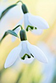 GALANTHUS NIVALIS COMMON SNOWDROP