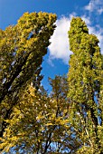 POPULUS NIGRA VAR ITALICA WITH FRAXIMUS EXCELSIOR ASH AUTUMN LEAF COLOUR