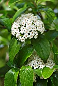 VIBURNUM X BURKWOODII ANNE RUSSELL