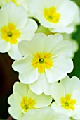 PRIMULA VULGARIS PRIMROSE