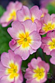 PRIMULA VULGARIS SUBS SIBTHORPII PRIMROSE