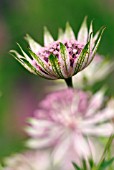 ASTRANTIA MAJOR BERENDIEN STAM