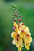 VERBASCUM AZTEC GOLD VERONICA