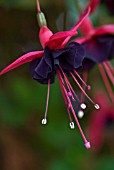 FUCHSIA ROESSE BLACKY