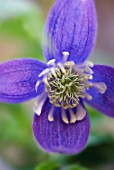 CLEMATIS ALPINA PAMELA JACKMAN