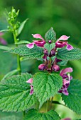 LAMIUM ORVALA SILVA DEADNETTLE