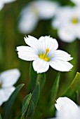 SISYRINCHIUM BLUE ICE