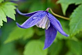 CLEMATIS ALPINA PAMELA JACKMAN