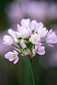 ALLIUM NEOPOLITANUM