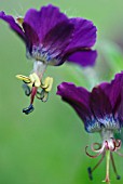 GERANIUM PHAEUM GOLDEN SPRING