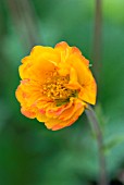 GEUM ARENDSONNE