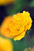 GEUM ARENDSONNE