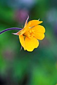 GEUM X HELDREICHII GEORGENBURG COPPER AVENS