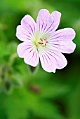 GERANIUM CHANTILLY