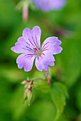 GERANIUM NODOSUM