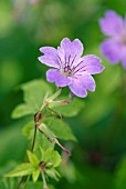 GERANIUM NODOSUM