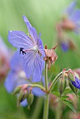 GERANIUM RUPRECHTII