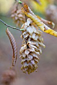 CARPINUS JAPONICA JAPANESE HORNBEAM SEED HEAD