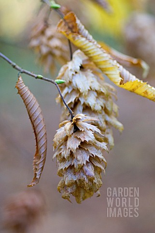 CARPINUS_JAPONICA_JAPANESE_HORNBEAM_SEED_HEAD