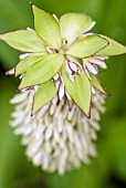 EUCOMIS BICOLOR PINEAPPLE LILY