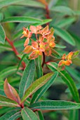 EUPHORBIA GRIFFITHII DIXTER SPURGE