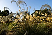 CORTADERIA RICHARDII AND CORTADERIA FULVA BACK-LIT WITH EVENING SUN AT THE RHS GARDEN WISLEY TRIAL GROUNDS LATE AUGUST