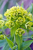 EUPHORBIA SOONGARICA, SPURGE