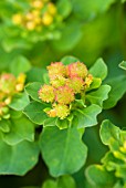 EUPHORBIA POLYCHROMA, SPURGE