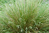 POA COLENSOI, BLUE TUSSOCK GRASS