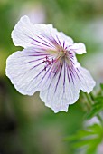 GERANIUM HIMALAYENSE, DERRICK COOK