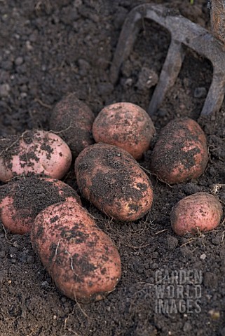 POTATO_DESIREE_FRESHLEY_DUG_UP