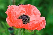 PAPAVER ORIENTALE, TEQUILA SUNRISE POPPY