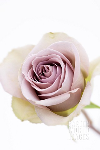 ROSA_AMNESIA_ROSE_AMNESIA