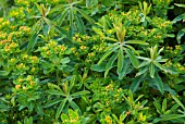 EUPHORBIA POLYCHROMA, SPURGE