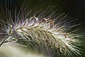 PENNISETUM VILLOSUM FEATHER TOP GRASS ALSO KNOWN AS PENNISETUM LONGISTYLUM