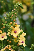 VERBASCUM TROPIC SUN