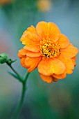 GEUM DOLLY NORTH AVENS