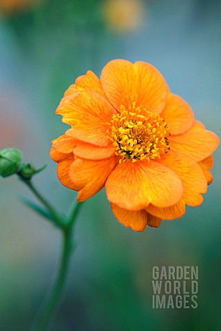 GEUM_DOLLY_NORTH_AVENS