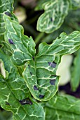 ARUM ITALICUM, SPOTTED JACK