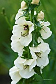 VERBASCUM CRETICUM, WHITE FORM MULLEIN