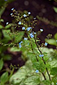 BRUNNERA MACROPHYLLA, JACK FROST