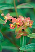 EUPHORBIA GRIFFITHII, FIREGLOW