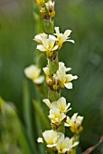 SISYRINCHIUM STRIATUM