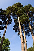 PINUS SYLVESTRIS SCOTS PINE