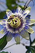 PASSIFLORA CAERULEA