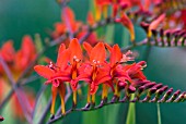 CROCOSMIA LUCIFER